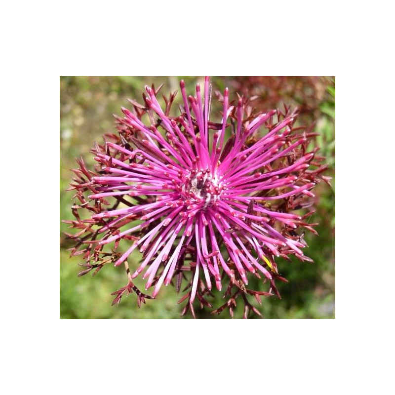 Isopogon formosus