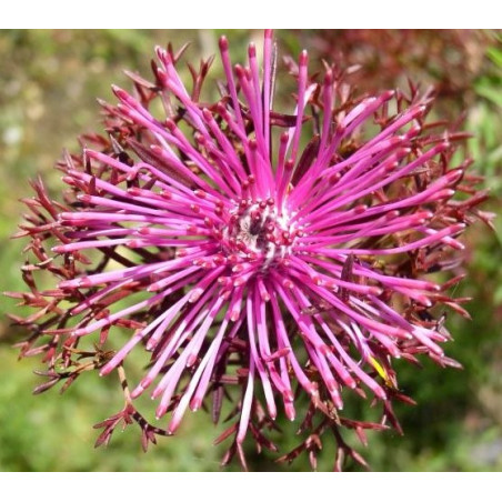 Isopogon formosus