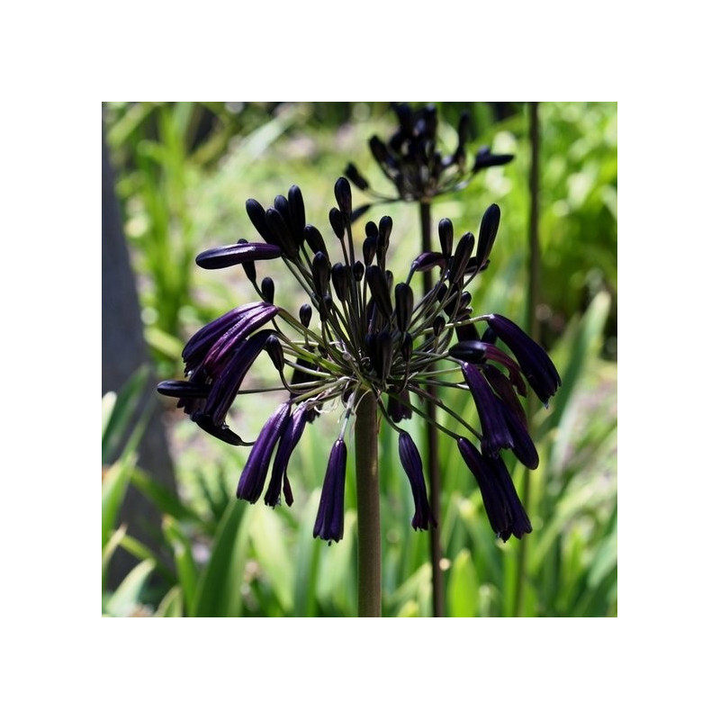 Agapanthus black magic