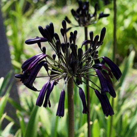 Agapanthus black magic