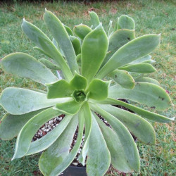 Aeonium lancerottense