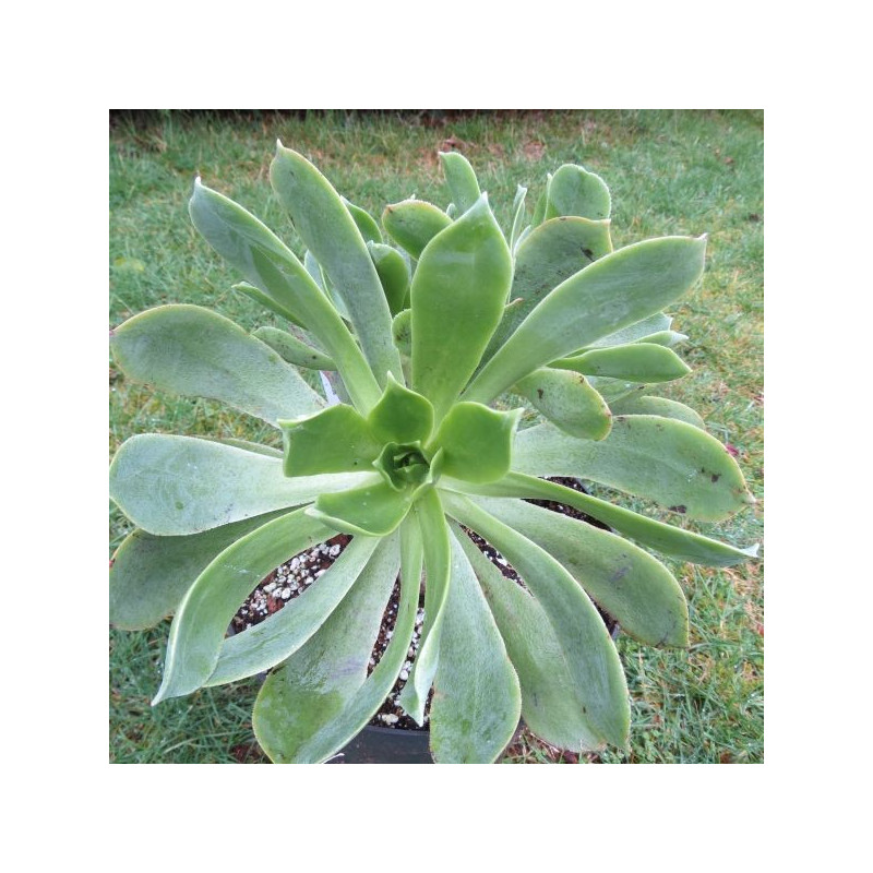 Aeonium lancerottense