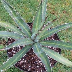 Agave heteracantha