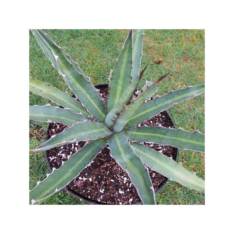 Agave heteracantha