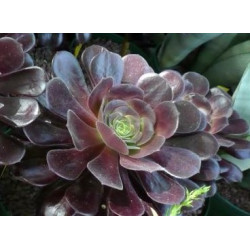 Aeonium velour