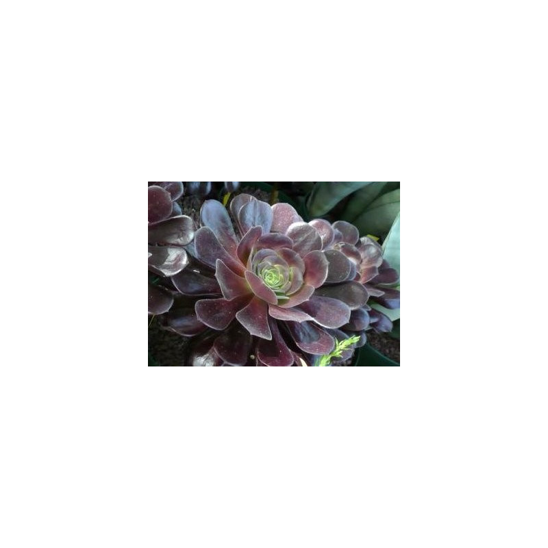 Aeonium velour