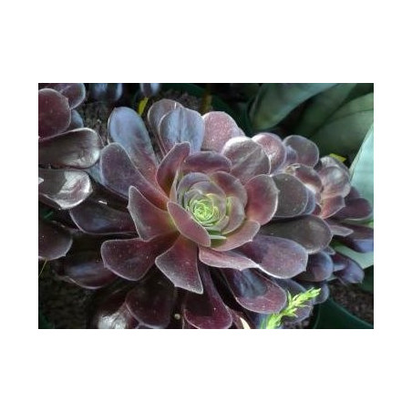 Aeonium velour