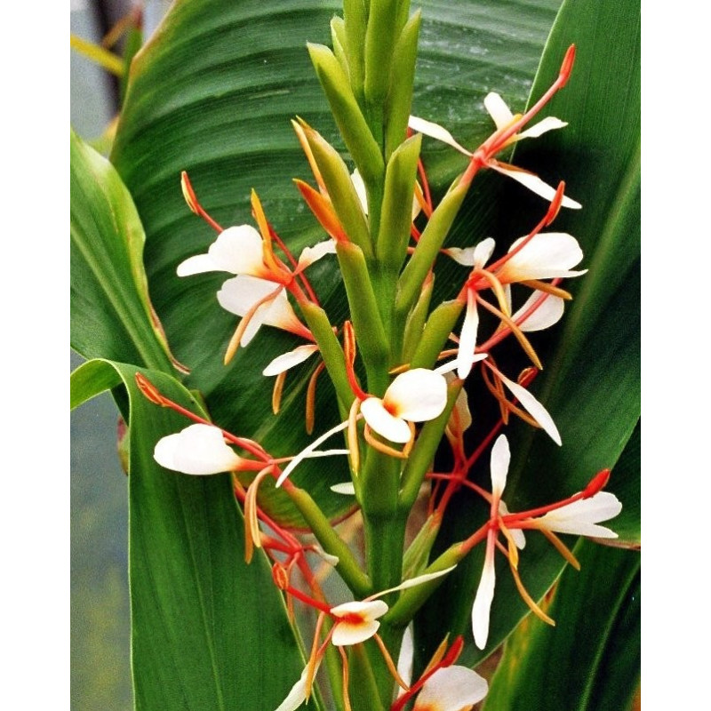 Hedychium spicatum Hedychium spicatum