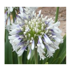 Agapanthus Queen Mum