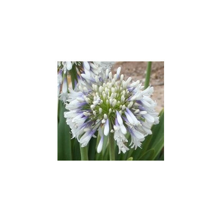 Agapanthus Queen Mum