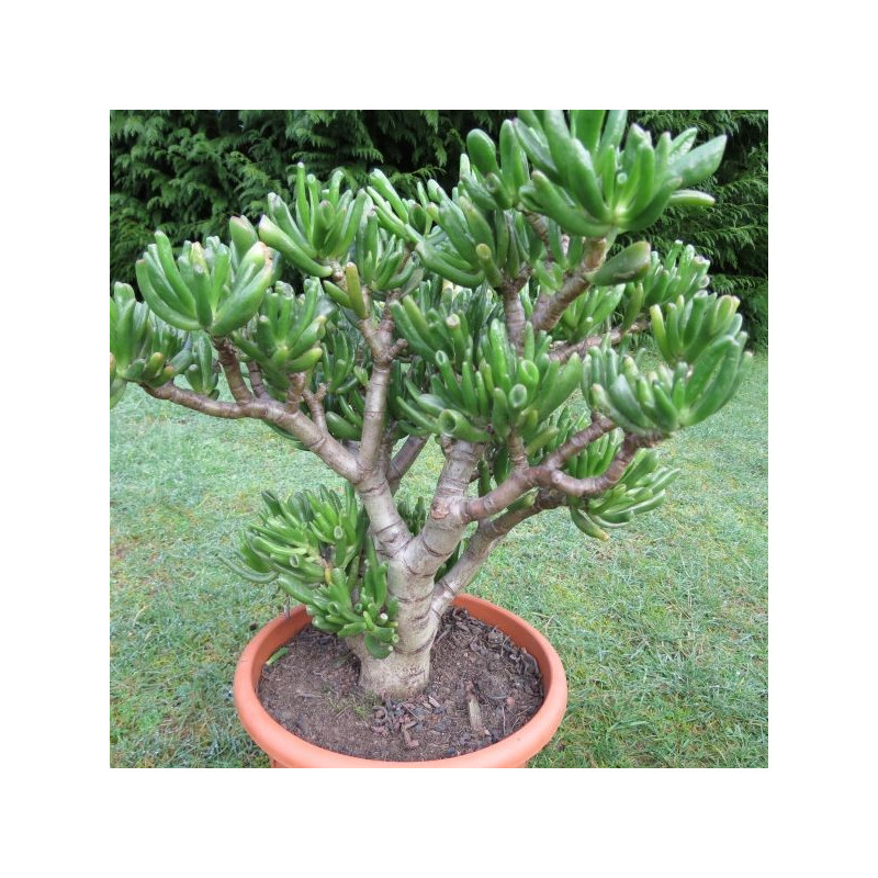 Crassula ovata coral Crassula ovata coral