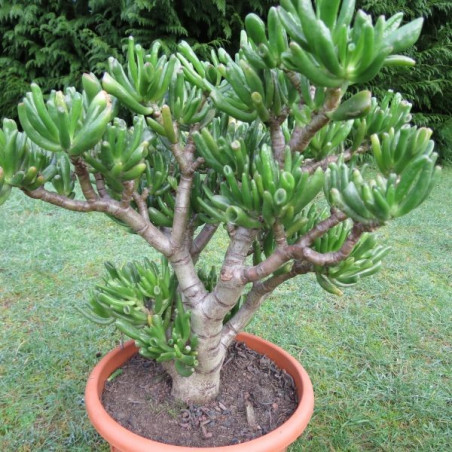 Crassula ovata coral