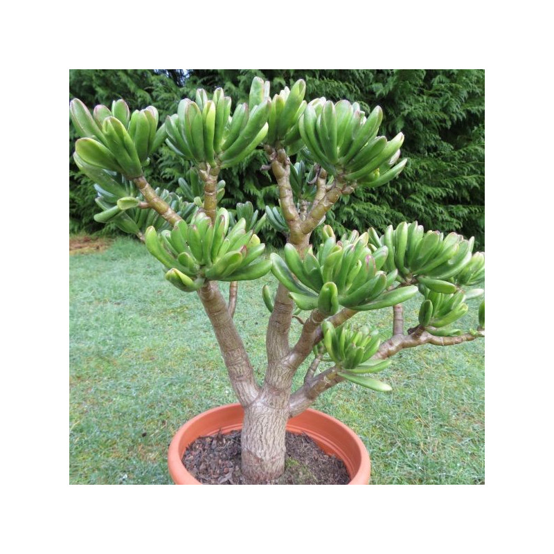 Crassula ovata Hobbit