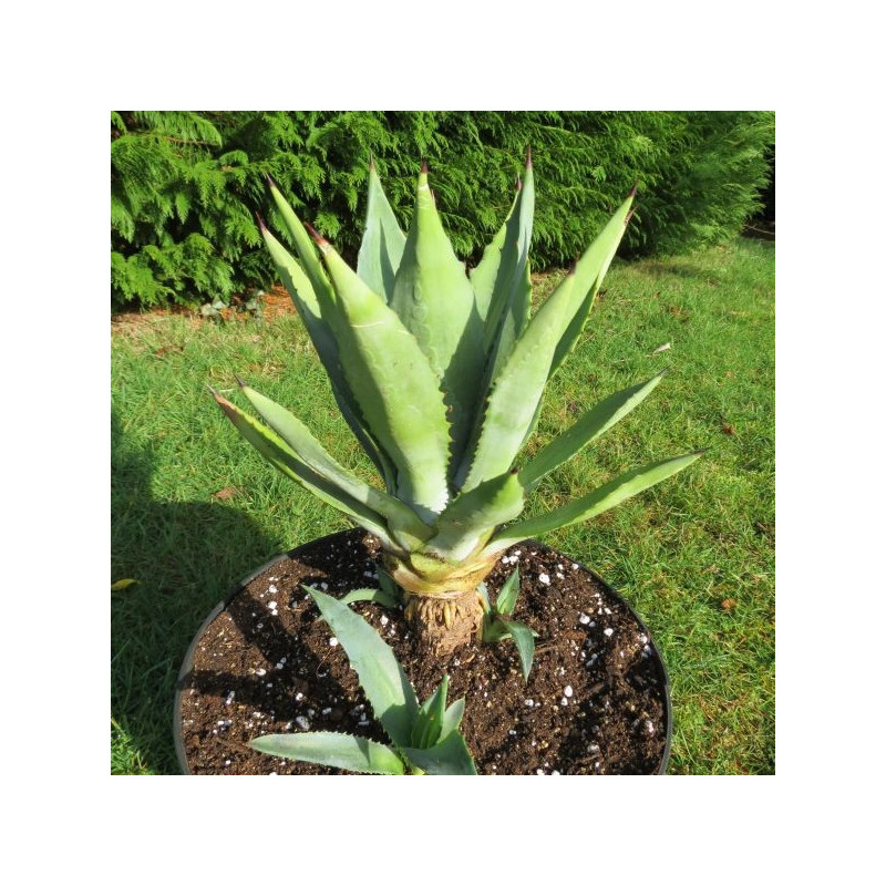 Agave fourcroydes