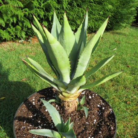 Agave fourcroydes