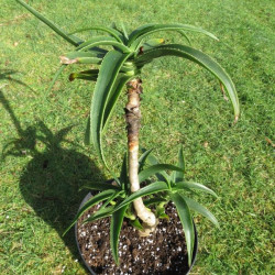 Aloe striatula