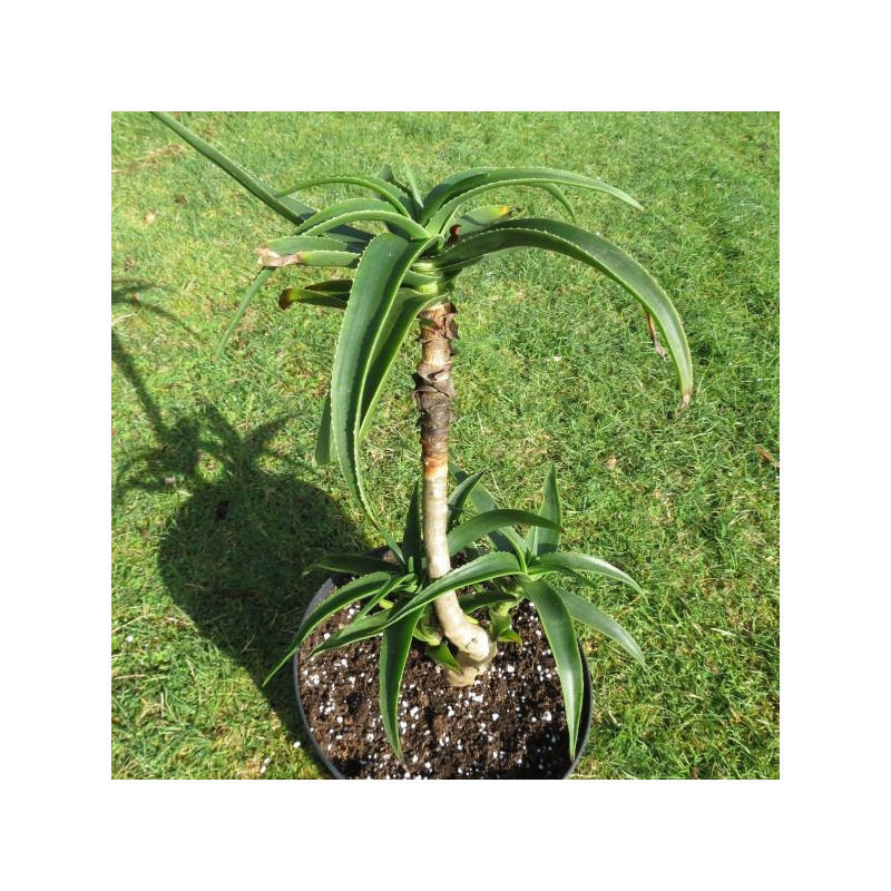 Aloe striatula