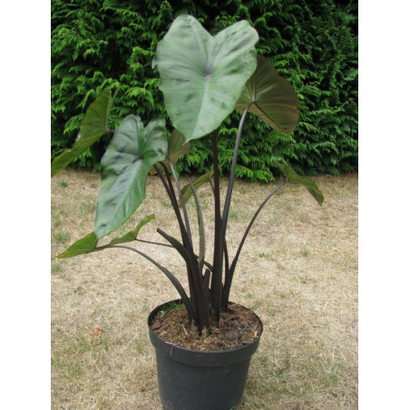 Colocasia fontenesii 'black stem'