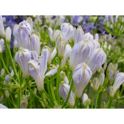 Agapanthus Sarah®