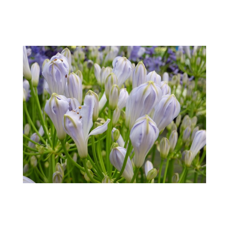 Agapanthus Sarah®