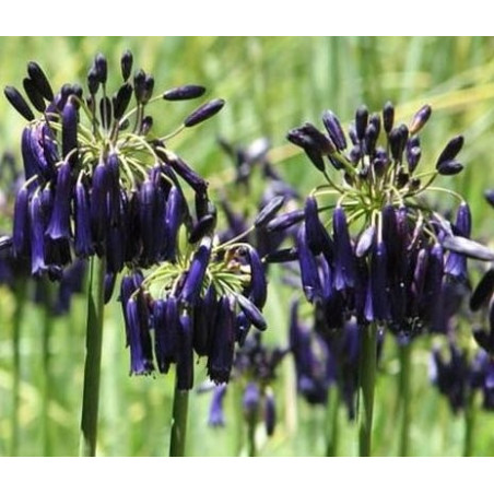 Agapanthus Graskop