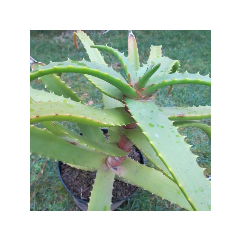 Aloe cameronii dedzana