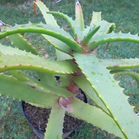 Aloe cameronii dedzana