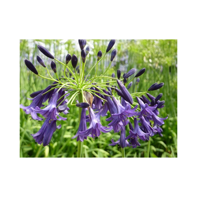 Agapanthus indigo dreams