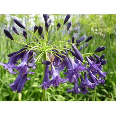 Agapanthus indigo dreams