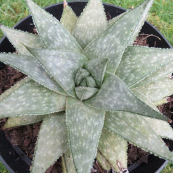 Gasteraloe wonder