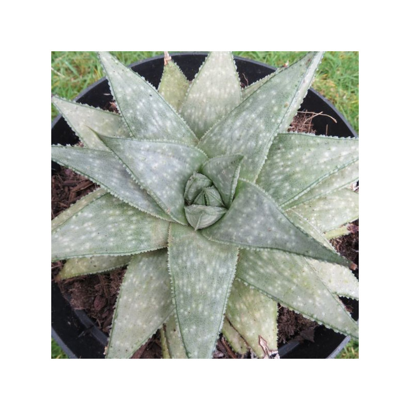 Gasteraloe wonder