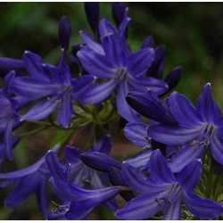 Agapanthus Taw Valley