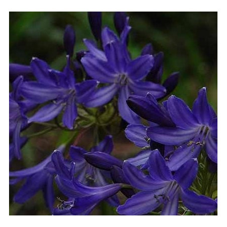 Agapanthus Taw Valley