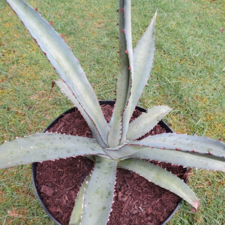 Agave lechuguilla x asperrima