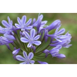 Agapanthus sweet surprise