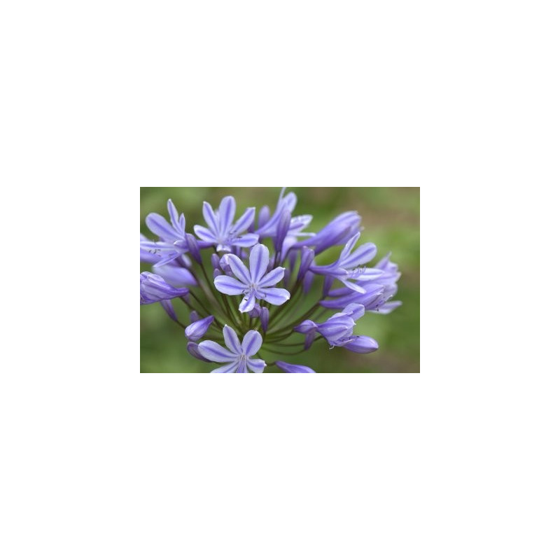 Agapanthus sweet surprise