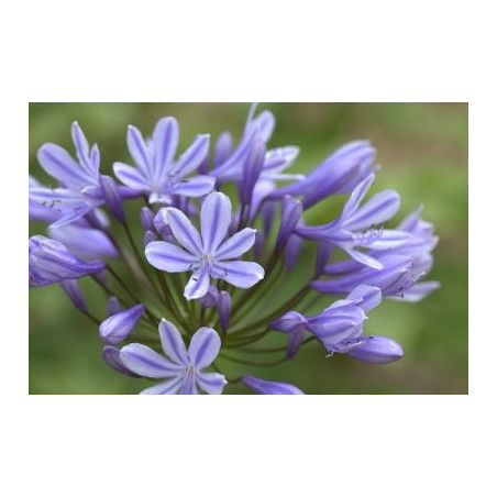 Agapanthus sweet surprise