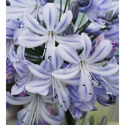 Agapanthus summer days