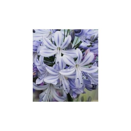 Agapanthus summer days