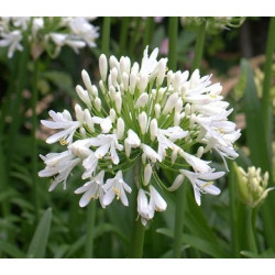 Agapanthus snow cloud