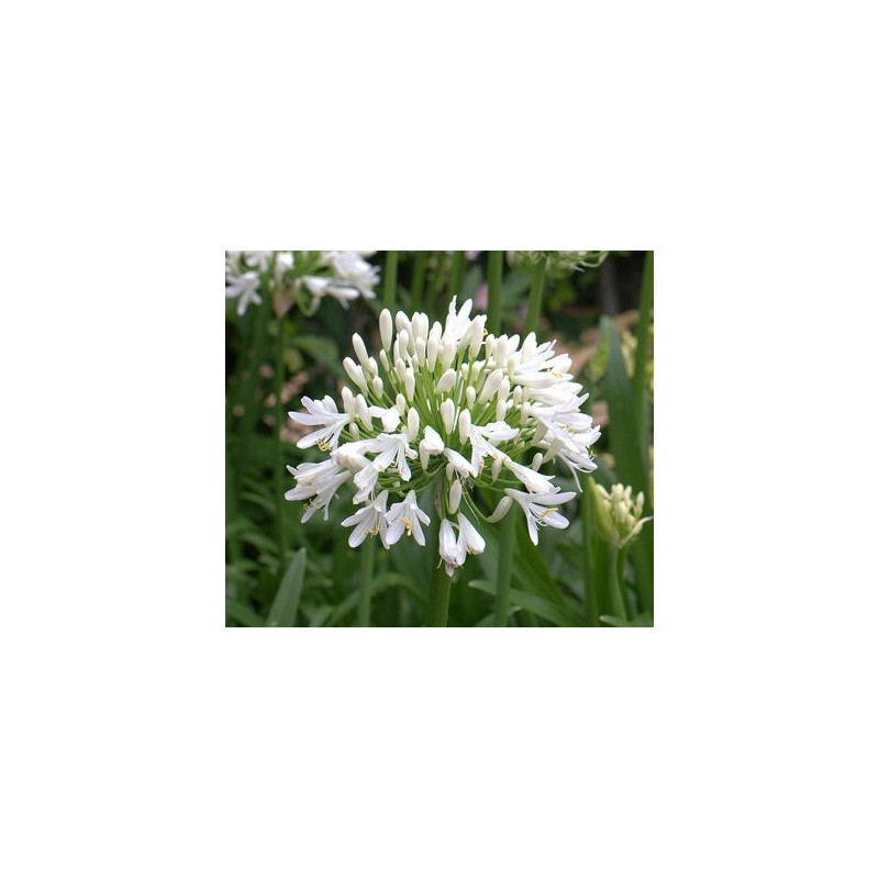 Agapanthus snow cloud