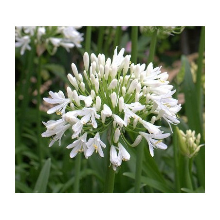 Agapanthus snow cloud