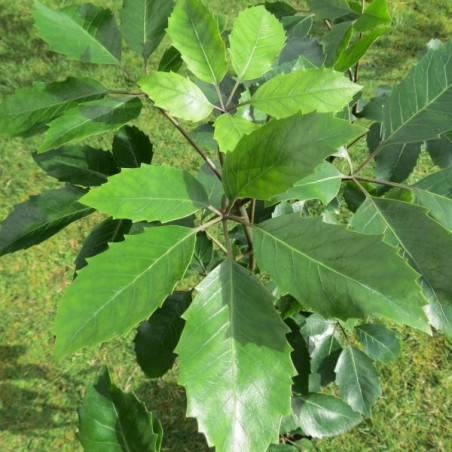 Pseudopanax arboreus