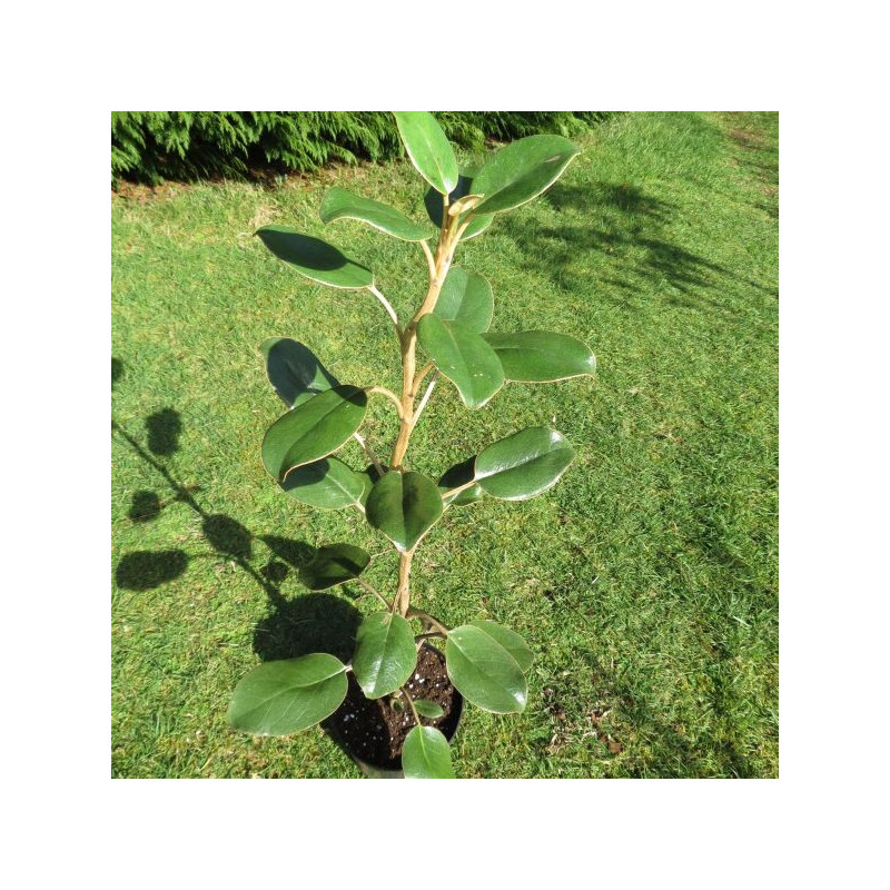 Brachyglottis rotundifolia