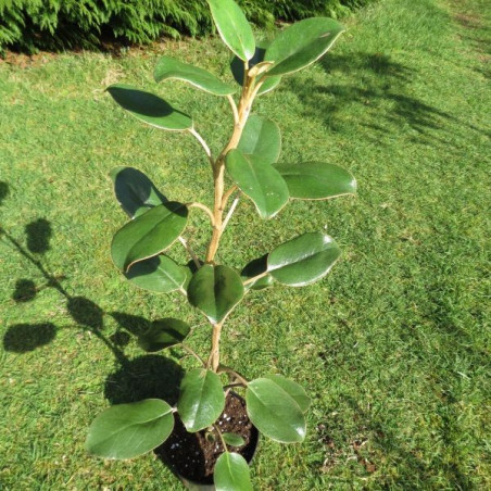 Brachyglottis rotundifolia