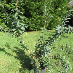 Banksia marginata