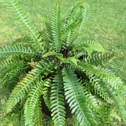 Blechnum spicant