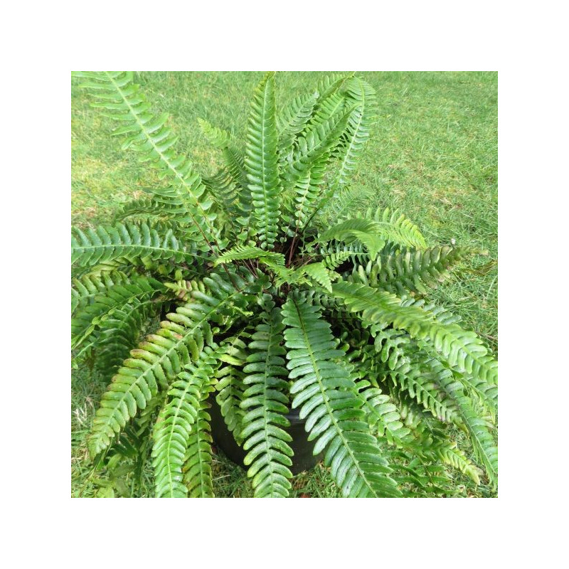 Blechnum spicant