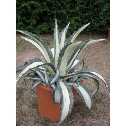 Agave americana mediopicta alba