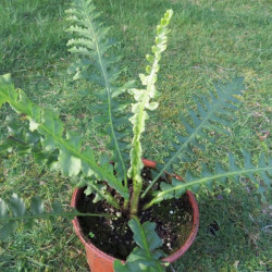 Blechnum gibbum